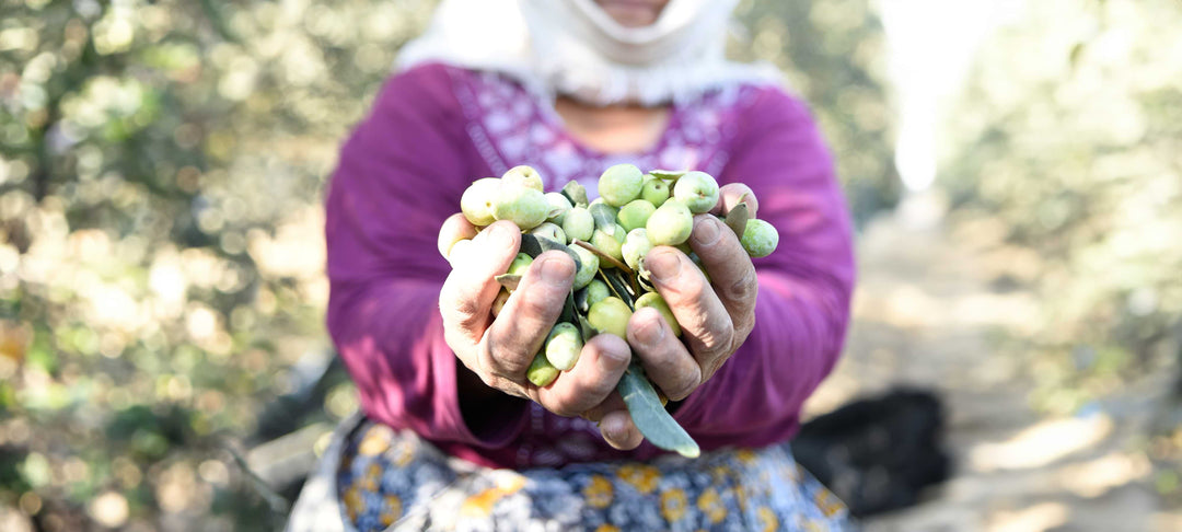 FROM HARVEST TO TABLE: THE JOURNEY OF OLIVE OIL PRODUCTION - woman holding freshly picked olives in an olive grove