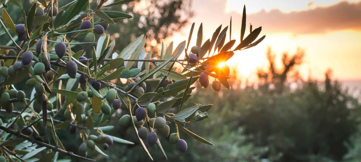 FOR A GREENER FUTURE: SUSTAINABLE PRACTICES IN OLIVE OIL PRODUCTION with olive trees at sunset.