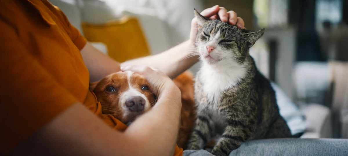 WHY OLIVE OIL IS A GAME-CHANGER FOR YOUR PETS’ HEALTH: Happy dog and cat enjoying affection from their owner.