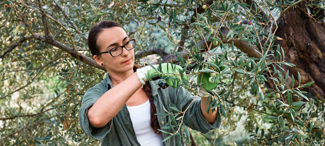 A person practicing permaculture by pruning an olive tree while living harmoniously with nature.