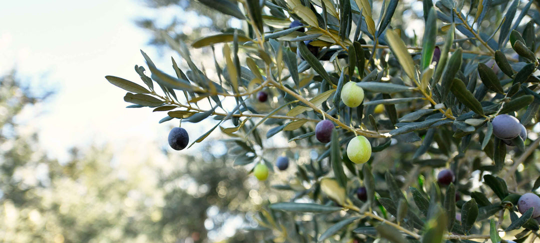 BEYOND A TREE: FASCINATING FACTS ABOUT THE OLIVE TREE showcasing olive branches with ripe and unripe olives.