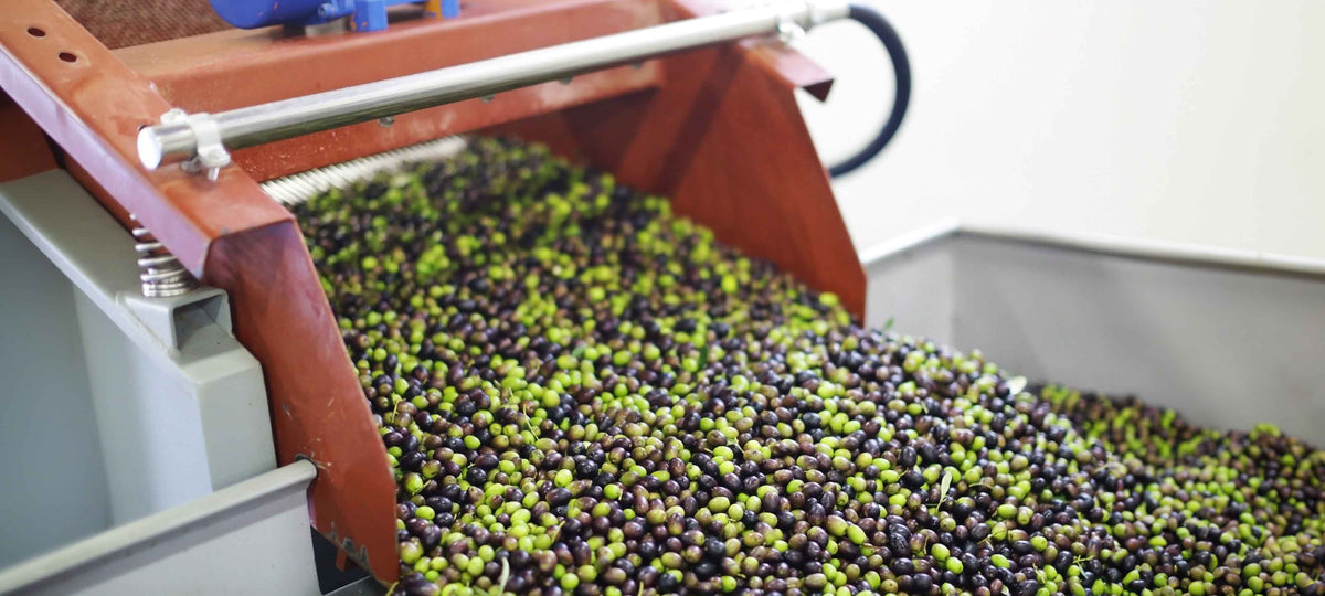 Fresh olives being processed in a machine, highlighting Waste Management in Olive Oil Production.