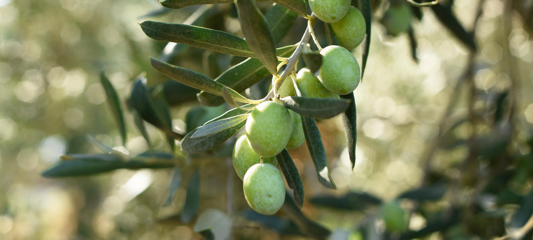 OLIVE OIL SELECTION GUIDE: THE DIFFERENCE BETWEEN HOT AND COLD PRESS OLIVE OIL, fresh green olives on tree.
